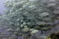   Jacks Inferno Layang April 2010  